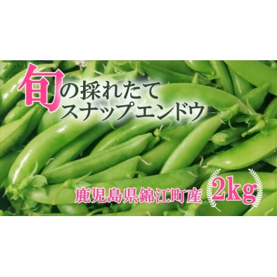 《先行受付》期間限定!! 農家直送～新鮮スナップエンドウたっぷり2kg (No.1395-1)