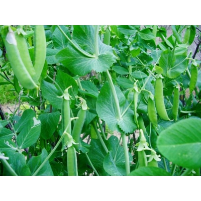 《先行受付》期間限定!! 農家直送～新鮮スナップエンドウたっぷり2kg (No.1395-1)