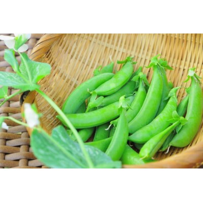 《先行受付》期間限定!! 農家直送～新鮮スナップエンドウたっぷり2kg (No.1395-1)