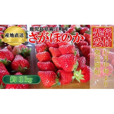 横原さんちのいちご 『 さがほのか 』 約1kg (No.1400-1)