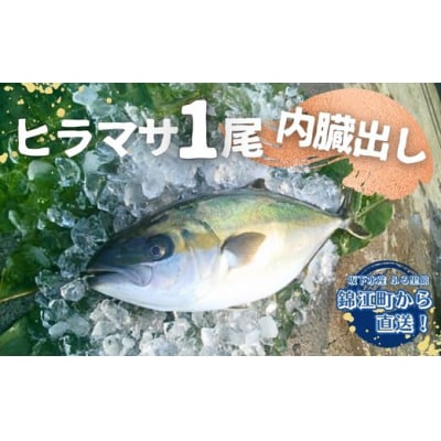 ふる里館 ヒラマサ1尾セット 内臓出し (No.2101-1)