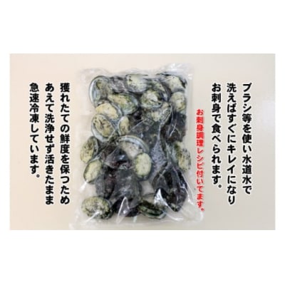 コリコリ食感がたまらない!お刺身用天然トコブシ(穴貝=あなご貝)急速冷凍1㎏(No.2064-1)