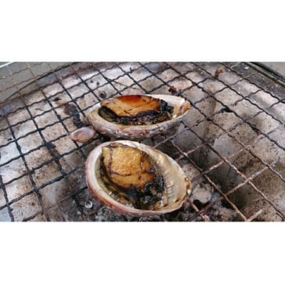 コリコリ食感がたまらない!お刺身用天然トコブシ(穴貝=あなご貝)急速冷凍1㎏(No.2064-1)