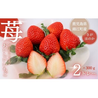 Noguchi Farm のおいしいイチゴ 約600g (No.1410-1)