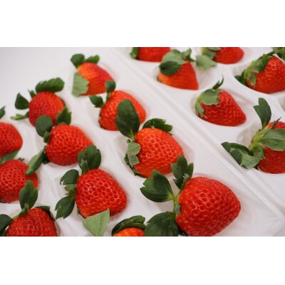 Noguchi Farm のおいしいイチゴ 約700g (No.1410-2)