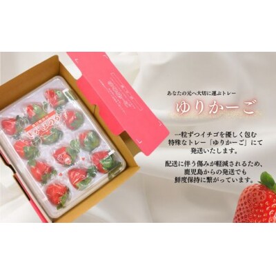 Noguchi Farm のおいしいイチゴ 約700g (No.1410-2)