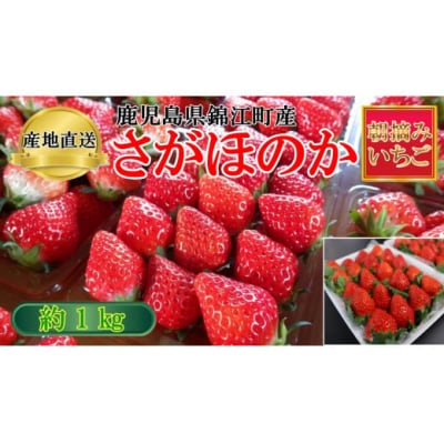 横原さんちのいちご 『 さがほのか 』 約1kg (No.1400-2)