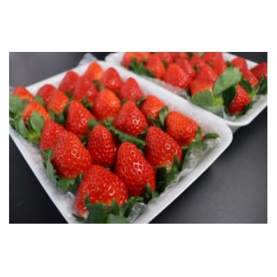 横原さんちのいちご 『 さがほのか 』 約1kg (No.1400-2)