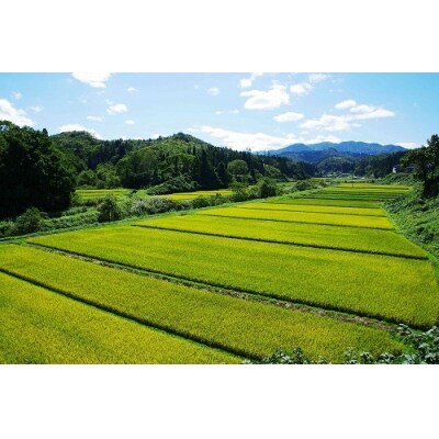 新米 米 つや姫 30kg 令和7年産 【2025年11月上旬発送】山形県産 特別栽培米 玄米