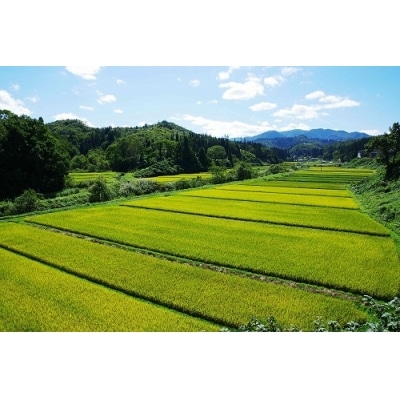 新米 米 つや姫 30kg 令和7年産 【2025年11月上旬発送】山形県産 特別栽培米 玄米