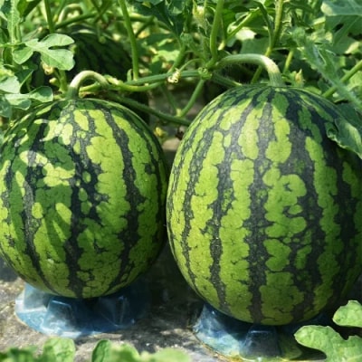 【先行予約】小玉すいか 2026年産 4L×2玉 ひとりじめ または ピノガール ja-sukoa4