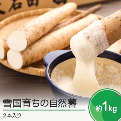 雪国育ちの自然薯 約1kg(2本入り) oz-zixxx1
