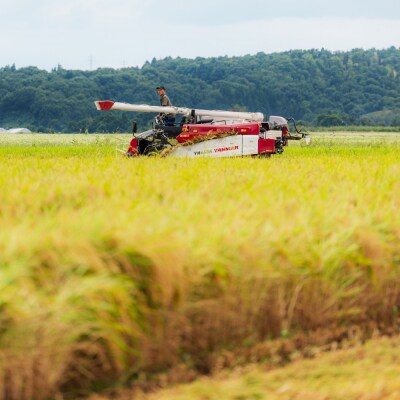 【1週間程度で発送】米 玄米 30kg ひとめぼれ 令和7年産 山形県産 米袋付き