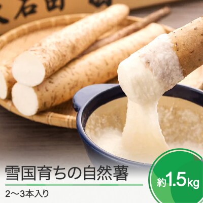 雪国育ちの自然薯 約1.5kg(2～3本入り) oz-zixxx15