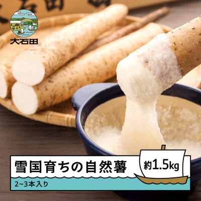 雪国育ちの自然薯 約1.5kg(2~3本入り) oz-zixxx15