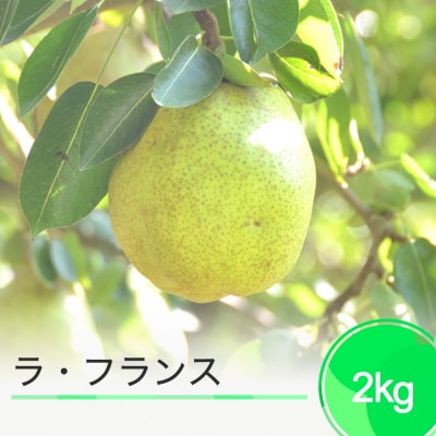 ラ・フランス 洋梨 約2kg 2025年産 令和7年産 果物 フルーツ ja-laxxx2
