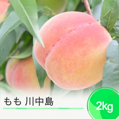 もも 桃 川中島 約2kg 2025年産 令和7年産 8月中旬~発送 フルーツ ja-moknx2