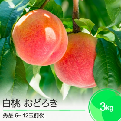 桃 もも 白桃 おどろき 3kg 山形県産 2026年度産 ry-moodx3000