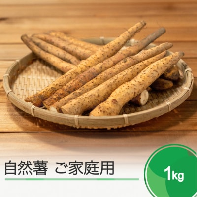 雪国育ちの自然薯 ご家庭用 スティック 約1kg 野菜 やまいも じねんじょ 山形県 
