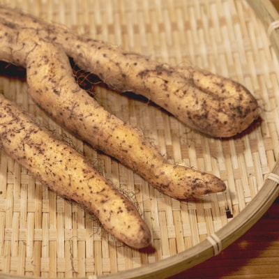 雪国育ちの自然薯 ご家庭用 スティック 約1kg 野菜 やまいも じねんじょ 山形県 
