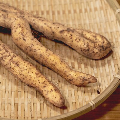雪国育ちの自然薯 訳あり スティック 約1kg 野菜 やまいも じねんじょ 山形県 