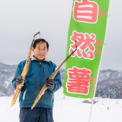 雪国育ちの自然薯 ご家庭用 スティック 約1kg 野菜 やまいも じねんじょ 山形県 