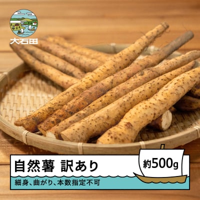 雪国育ちの自然薯 訳あり スティック 約500g 野菜 やまいも じねんじょ 山形県