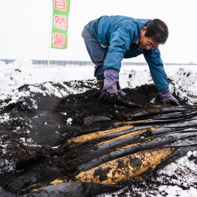 雪国育ちの自然薯 訳あり スティック 約500g 野菜 やまいも じねんじょ 山形県
