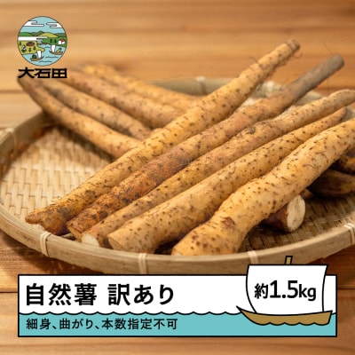 雪国育ちの自然薯 訳あり スティック 約1.5kg 野菜 やまいも じねんじょ 山形県