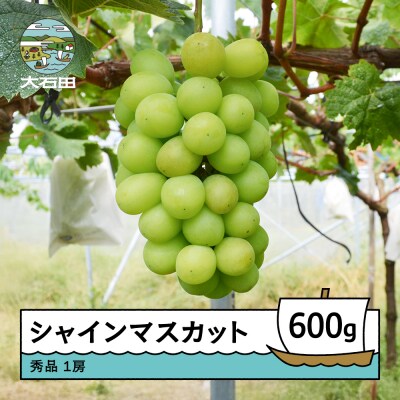 【先行予約】シャインマスカット 約600g 1房 2026年産 令和8年産 ry-busmx600