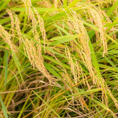 【1週間程度で発送】米 玄米 10kg ひとめぼれ 令和7年産 山形県産