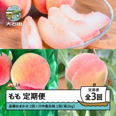 【先行予約】もも 桃 3回 定期便 令和8年産 2026年産 山形県 ja-tkmox