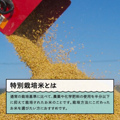 【4月上旬発送】米 令和7年産 はえぬき 20kg 山形県大石田町産 特別栽培米 精米