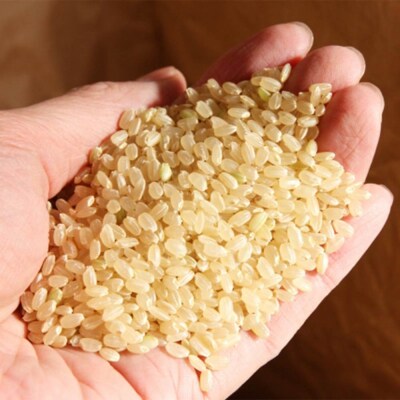 米 令和7年産 雪若丸 玄米 900g メール便 順次発送 ap-yugxa900