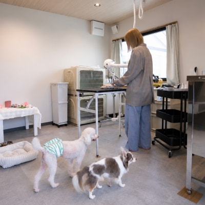 ドッグサロン 利用補助券 20,000円分 Dogsalon Linoa li-hkxxx20000