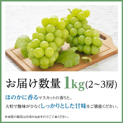 2025年発送　【信州産】シャインマスカット1kg
