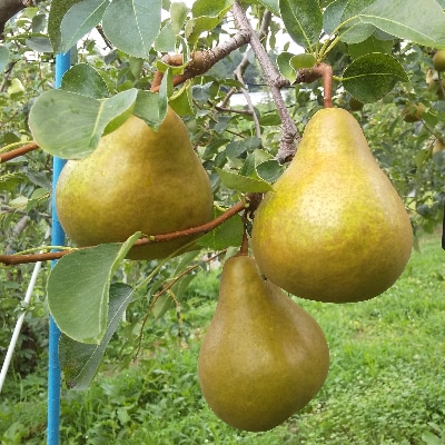 【信州中野産】とろける洋梨の詰め合わせ約3kg(つがね農園)