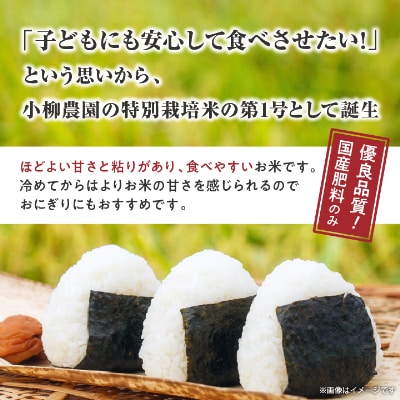 小柳農園の特別栽培米コシヒカリ6kg(2kg×3)