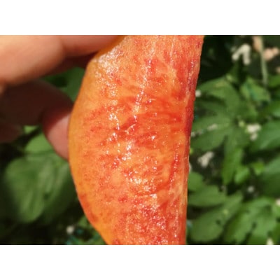 【数量限定!】ワッサー 訳あり 約2.8kg(5-14玉) 中野市産 8月上旬頃発送予定