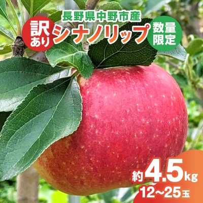 【2025年発送】【数量限定!】シナノリップ 訳あり 約4.5kg(12-25玉) 中野市産