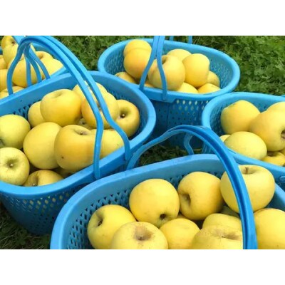 【2024年産受付開始!数量限定】シナノゴールド 訳あり 約4.5kg 12-25玉 中野市産