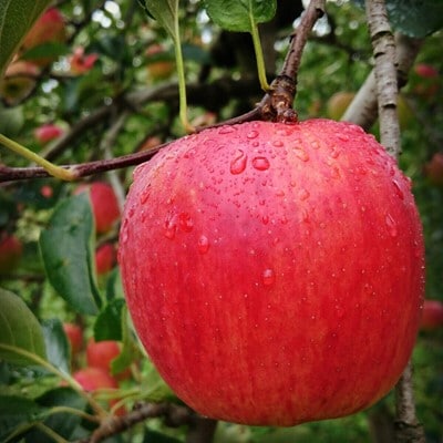 <信州中野まつじるし農園>完熟ふじ家庭用 約10kg