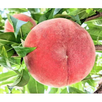 【信州中野まつじるし農園】品種おまかせ朝採れ桃 約3kg