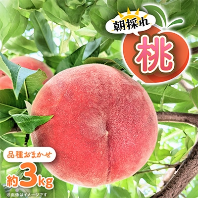 【信州中野まつじるし農園】品種おまかせ朝採れ桃 約3kg