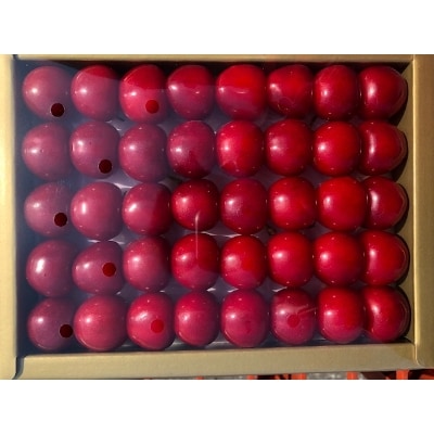 4月出荷のハウスさくらんぼ(佐藤錦もしくは紅秀峰)化粧箱(300g)