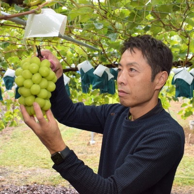 【2025年発送】長野県生まれの新しいぶどうクイーンルージュ(R)2房(800g以上)中野市から直送