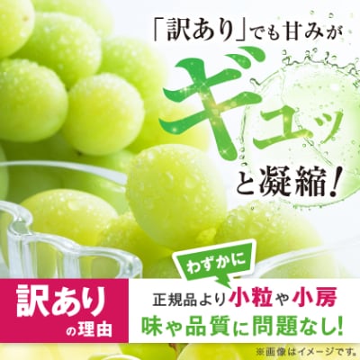 【2026年発送】訳ありシャインマスカット2房1kg以上　JA中野市から産直