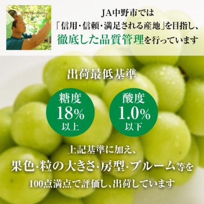 【2026年発送】訳ありシャインマスカット2房1kg以上　JA中野市から産直