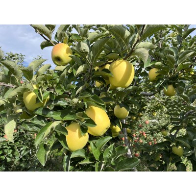 シャキシャキ!サクサク!シナノゴールド贈答用 約3kg
