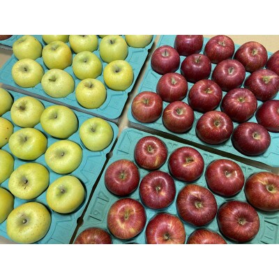 贈答用 シナノスイート、シナノゴールド詰合せ 約10kg
